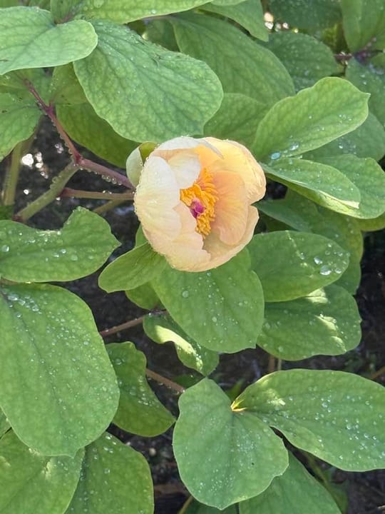 A inceput inflorirea la bujorul arbustiv! — fotografia 17