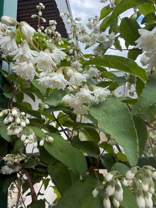 A inflorit Deutzia!