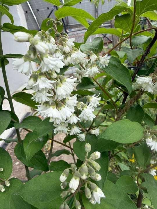 A inflorit Deutzia! — fotografia 3
