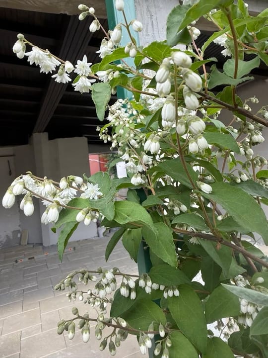 A inflorit Deutzia! — fotografia 7