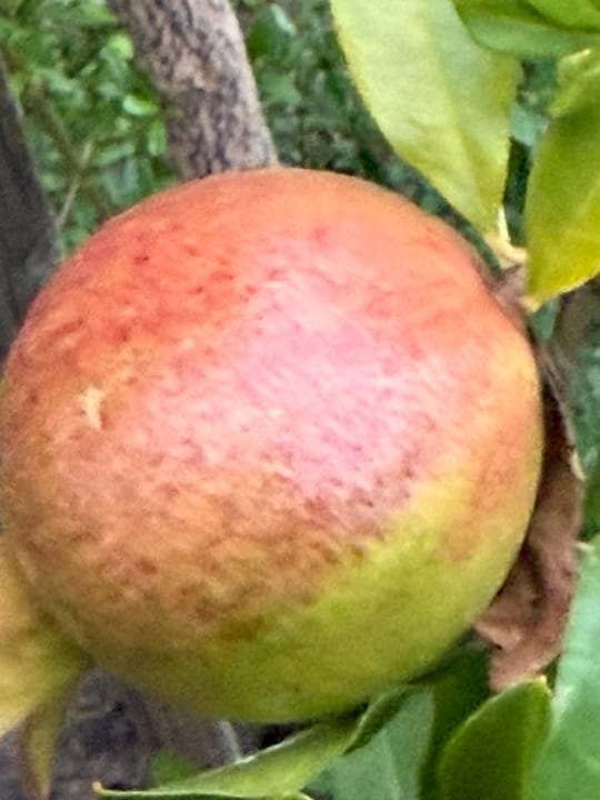 Au inceput rodiile sa se coaca! — fotografia 3