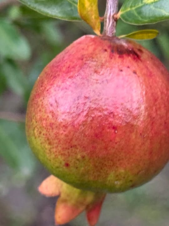 Au inceput rodiile sa se coaca! — fotografia 4