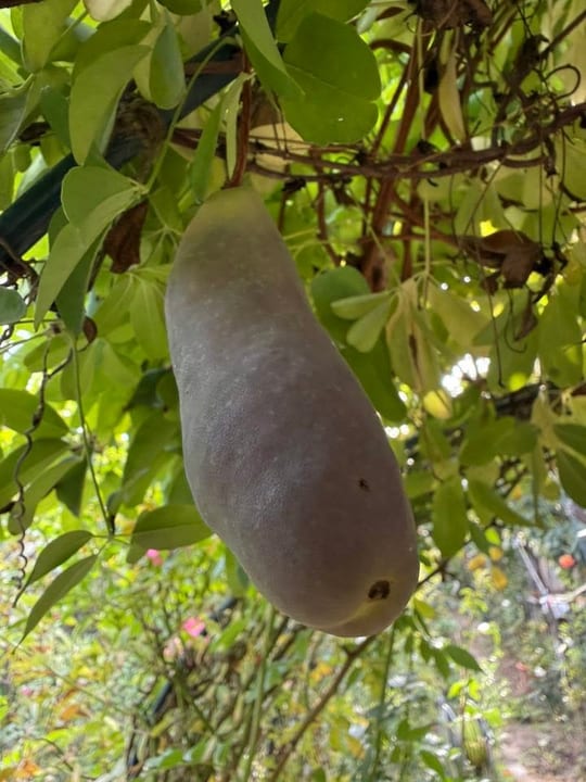 Au inceput sa se coaca fructele de vita de ciocolata!😁 — fotografia 3