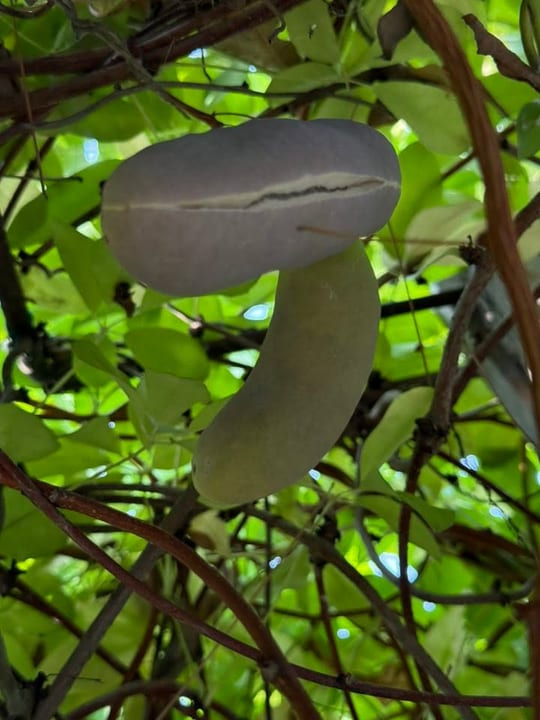 Au inceput sa se coaca fructele de vita de ciocolata!😁 — fotografia 4