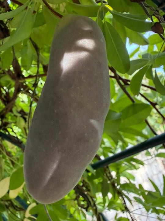 Au inceput sa se coaca fructele de vita de ciocolata!😁 — fotografia 5