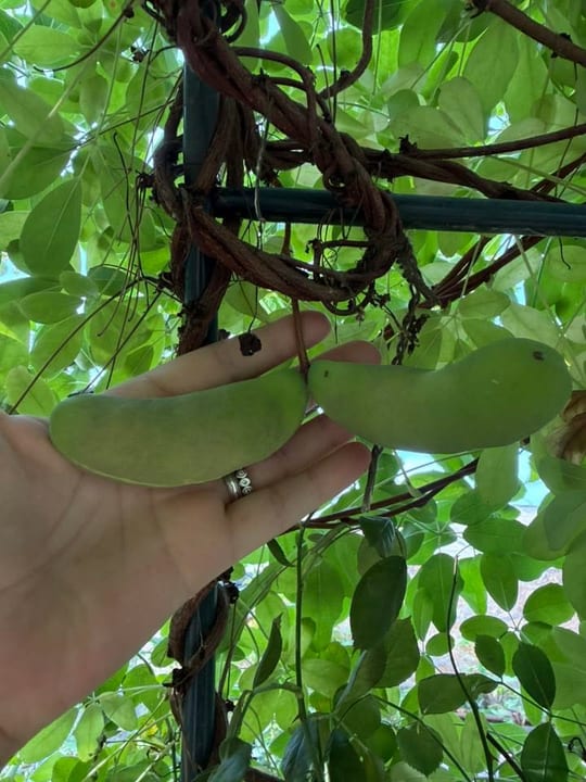 Au inceput sa se coaca fructele de vita de ciocolata!😁 — fotografia 7