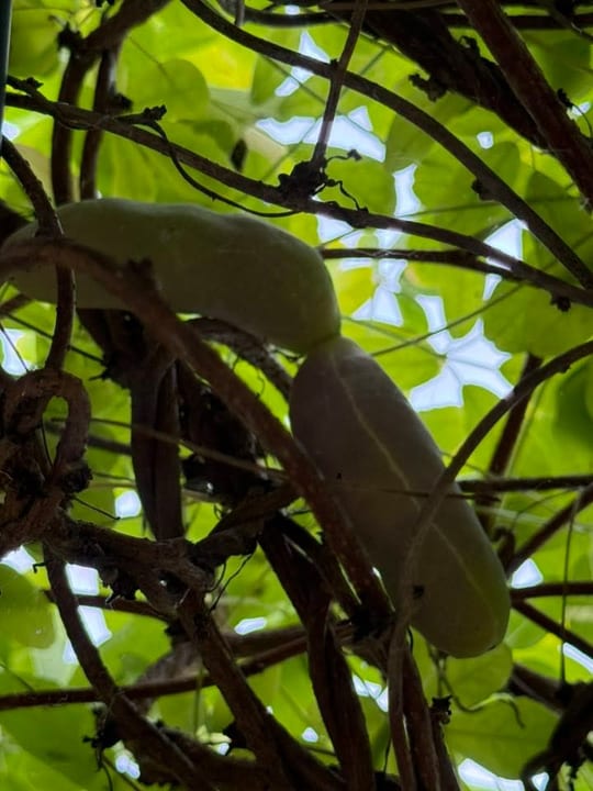 Au inceput sa se coaca fructele de vita de ciocolata!😁 — fotografia 10