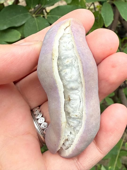 Au inceput sa se coaca fructele de vita de ciocolata!😁 — fotografia 16