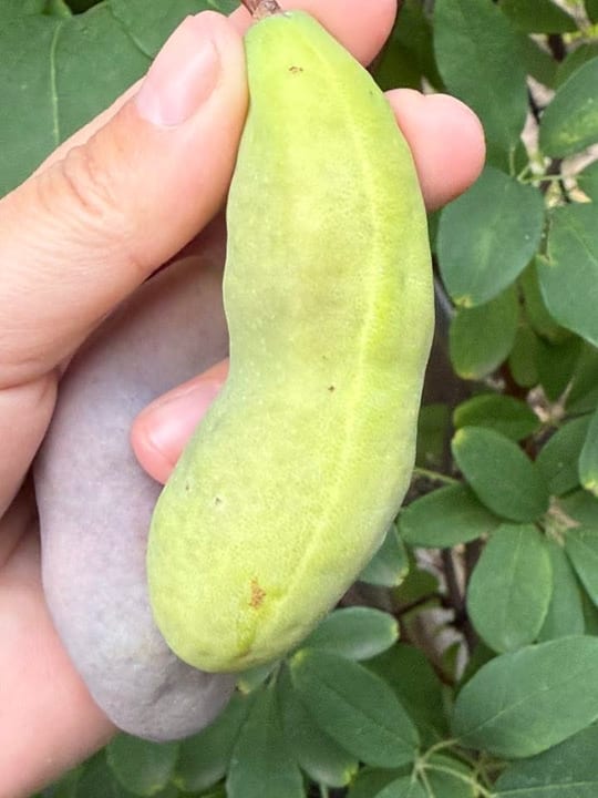 Au inceput sa se coaca fructele de vita de ciocolata!😁 — fotografia 18