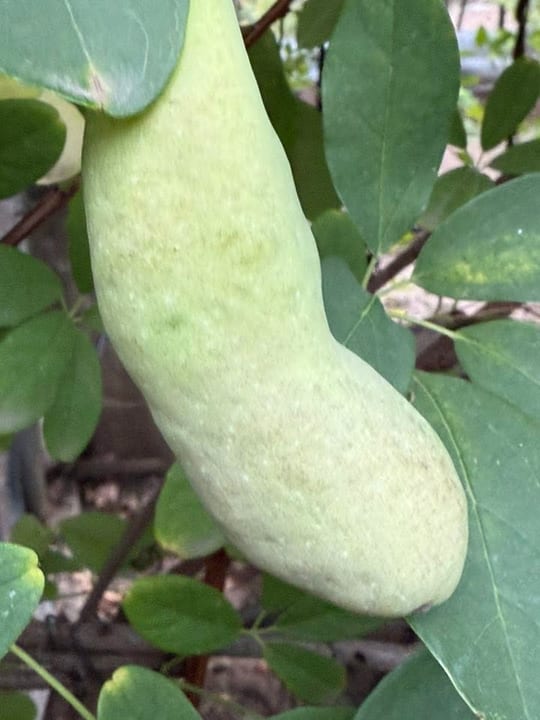 Au inceput sa se coaca fructele de vita de ciocolata!😁 — fotografia 19
