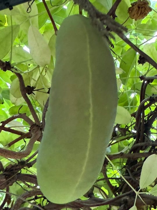 Au inceput sa se coaca fructele de vita de ciocolata!😁 — fotografia 23