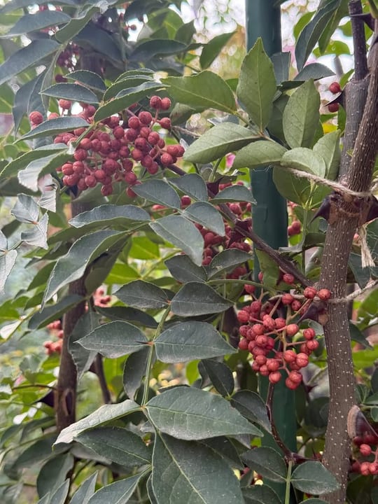 Bobitele de piper sichuan incep sa se coaca!