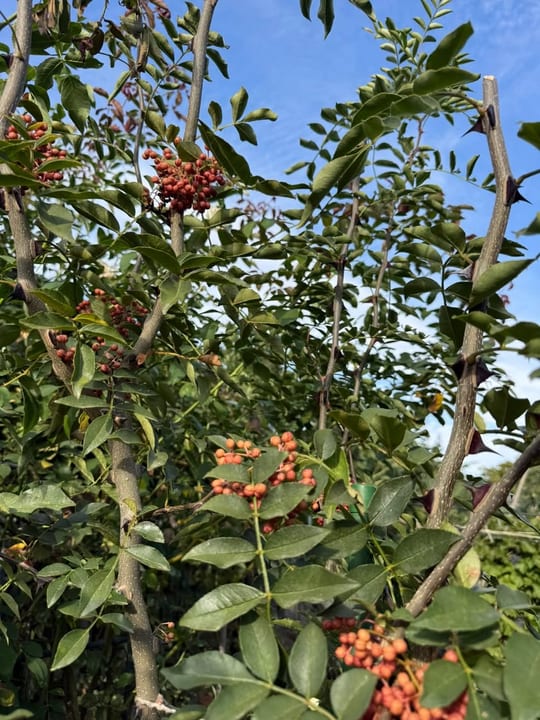 Bobitele de piper sichuan incep sa se coaca! — fotografia 5