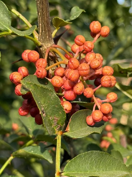 Bobitele de piper sichuan incep sa se coaca! — fotografia 6