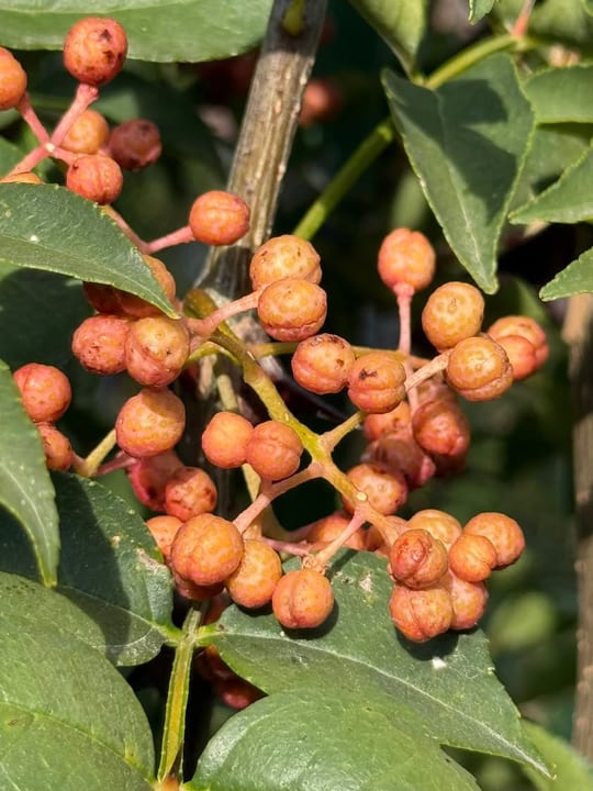 Bobitele de piper sichuan incep sa se coaca! — fotografia 7