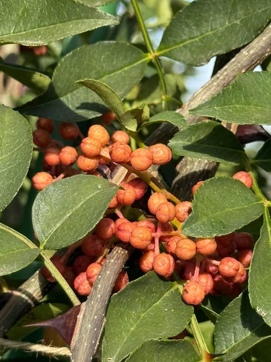 Bobitele de piper sichuan incep sa se coaca! — fotografia 9