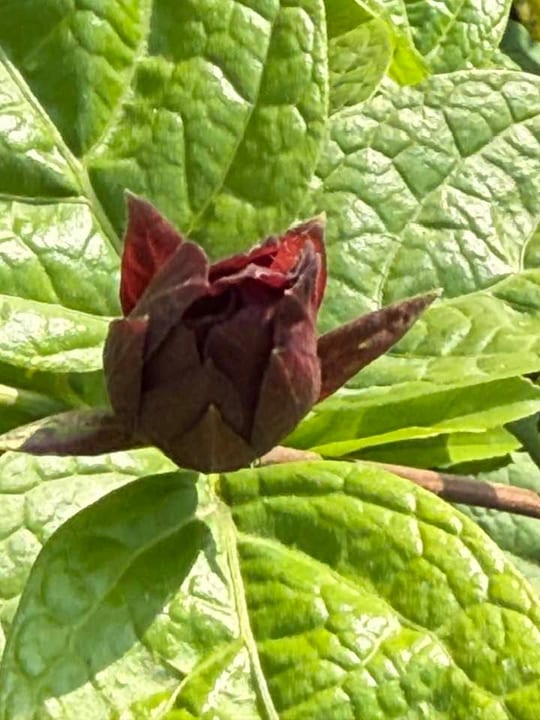 Calycanthus ‘Hartlage Wine’ este un arbust decorativ deosebit,…