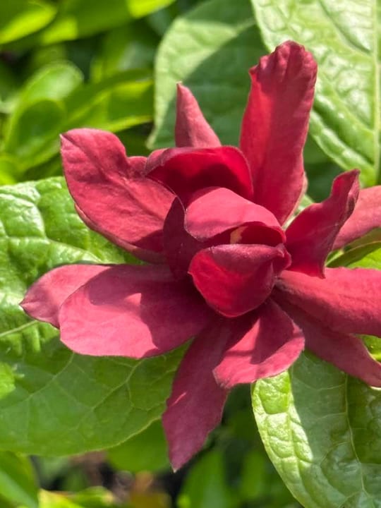 Calycanthus ‘Hartlage Wine’ este un arbust decorativ deosebit,… — fotografia 3
