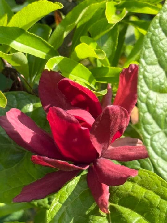 Calycanthus ‘Hartlage Wine’ este un arbust decorativ deosebit,… — fotografia 4