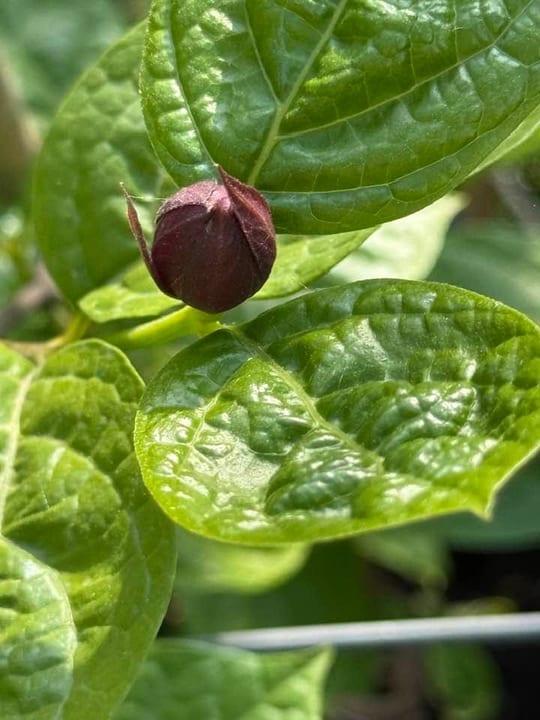 Calycanthus ‘Hartlage Wine’ este un arbust decorativ deosebit,… — fotografia 6