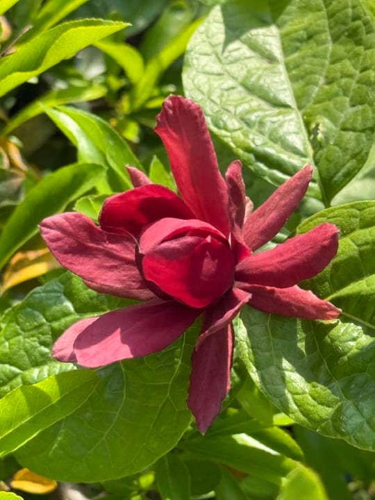 Calycanthus ‘Hartlage Wine’ este un arbust decorativ deosebit,… — fotografia 7