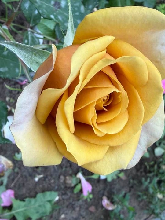 Deosebiti🌹! — fotografia 2