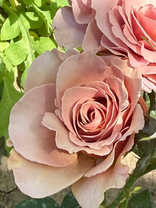 Deosebiti🌹! — fotografia 3