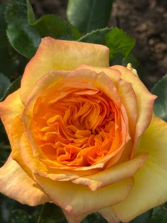 Deosebiti🌹! — fotografia 4