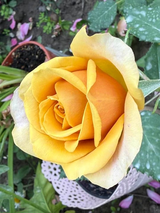 Deosebiti🌹! — fotografia 5