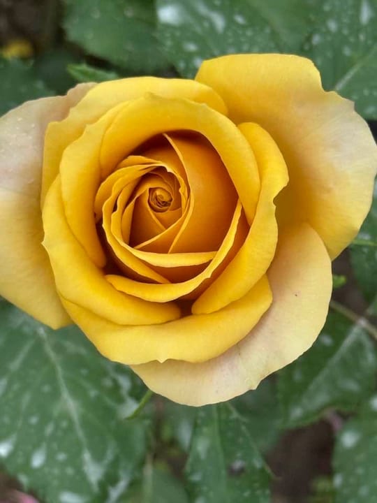 Deosebiti🌹! — fotografia 8