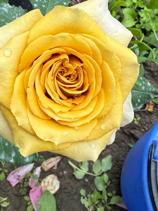 Deosebiti🌹! — fotografia 11