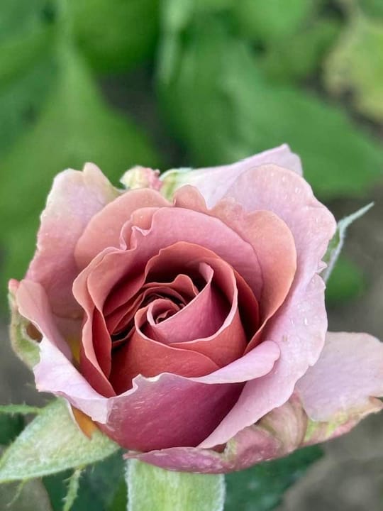 Deosebiti🌹! — fotografia 17