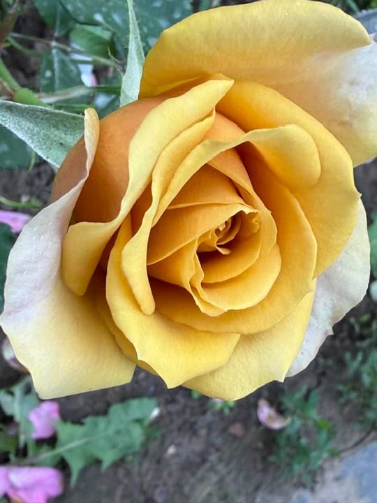 Deosebiti🌹! — fotografia 18