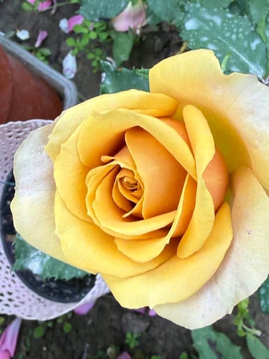 Deosebiti🌹! — fotografia 20
