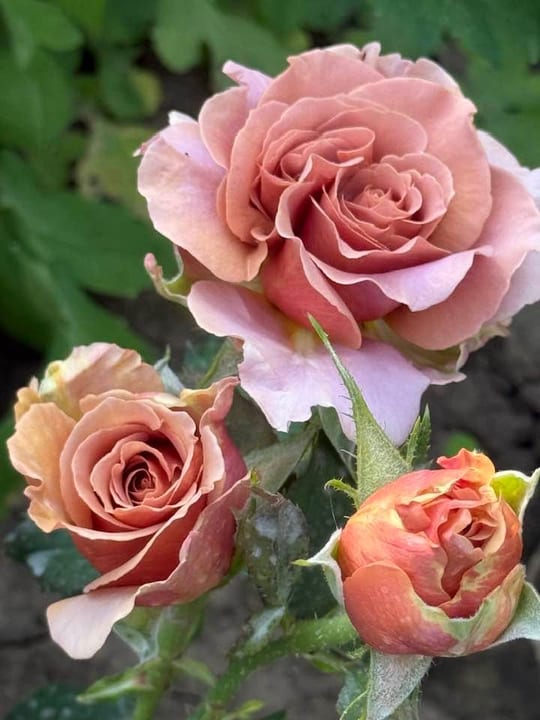 Deosebiti🌹! — fotografia 22