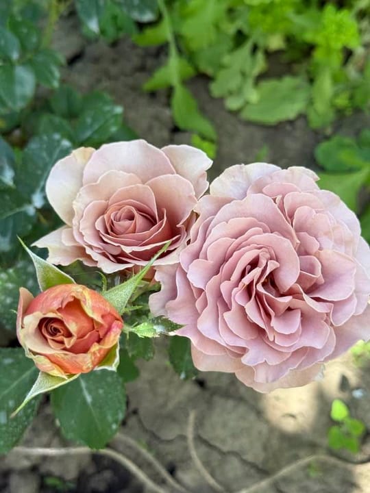 Deosebiti🌹! — fotografia 23