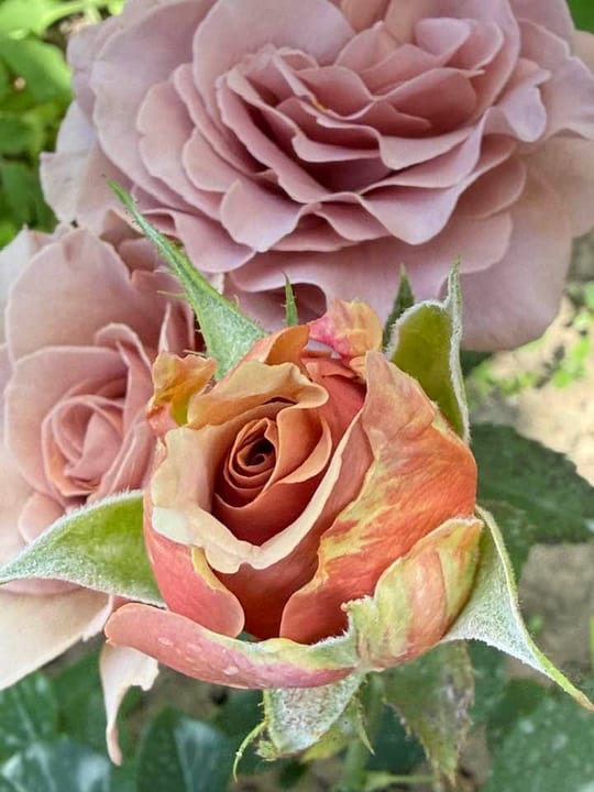 Deosebiti🌹! — fotografia 24