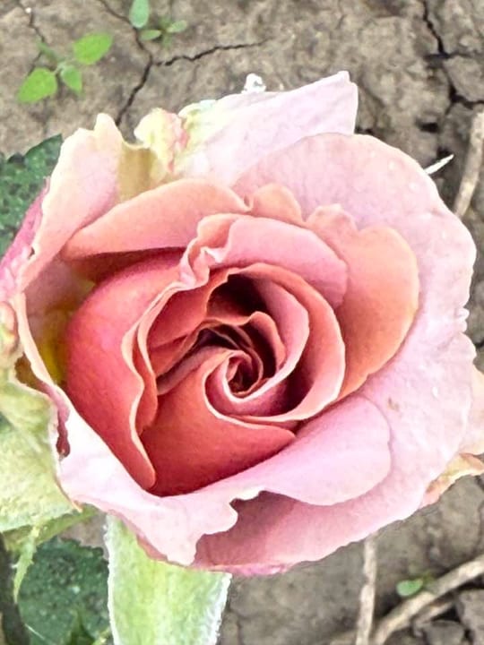Deosebiti🌹! — fotografia 26