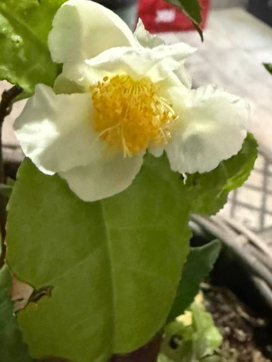 Floricele de ceai verde!