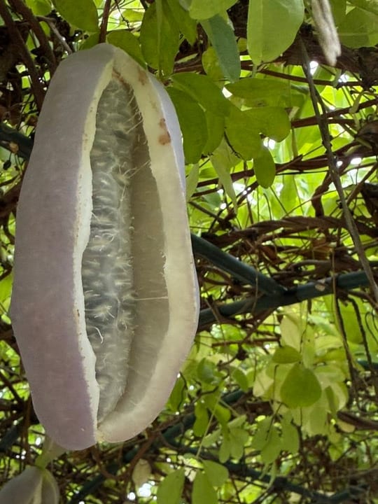 Fructe vita de ciocolata! — fotografia 3