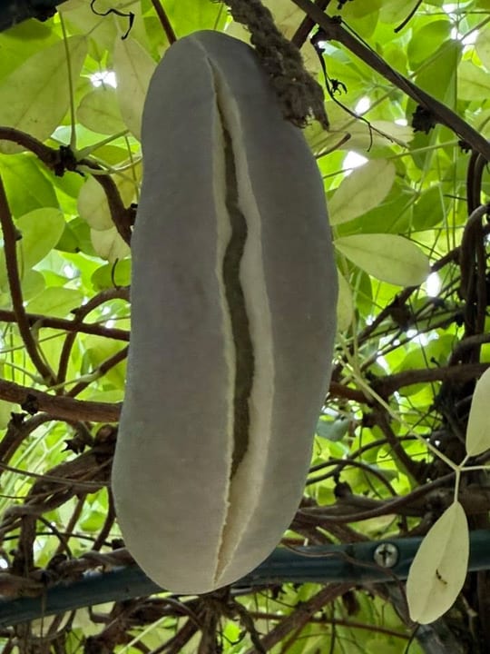 Fructe vita de ciocolata! — fotografia 8