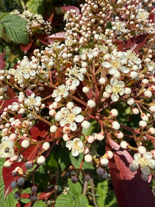 Photinia fraseri Red Robin este o specie de arbust ornamental… — fotografia 3