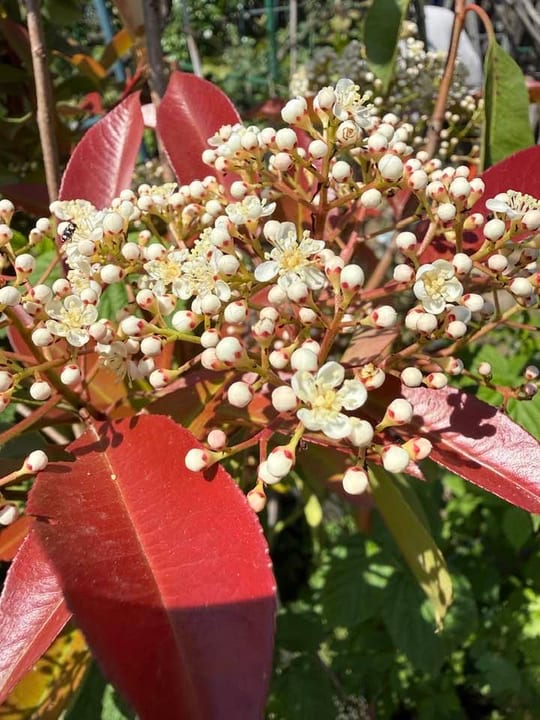 Photinia fraseri Red Robin este o specie de arbust ornamental… — fotografia 5