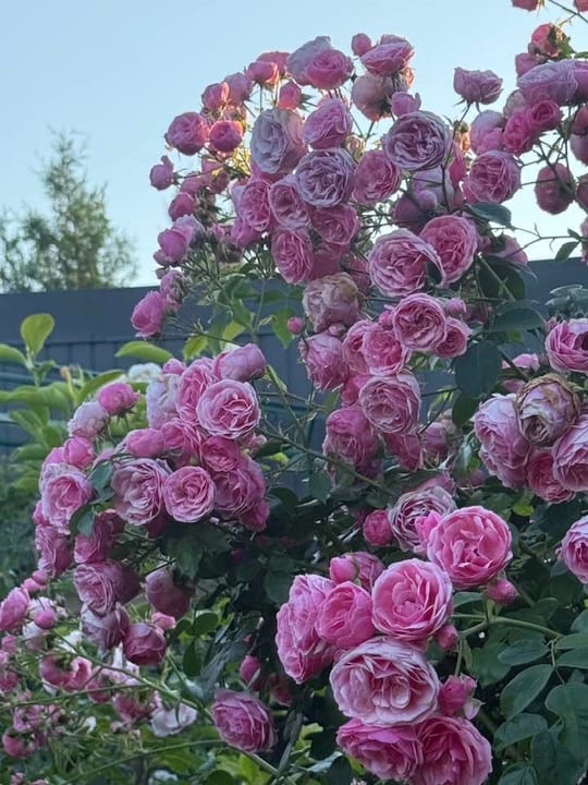 Pomponela! — fotografia 7