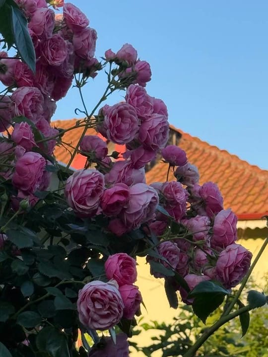 Pomponela! — fotografia 13
