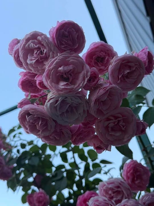 Pomponela! — fotografia 15