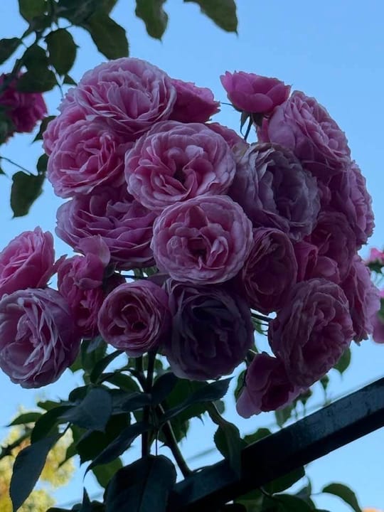 Pomponela! — fotografia 18