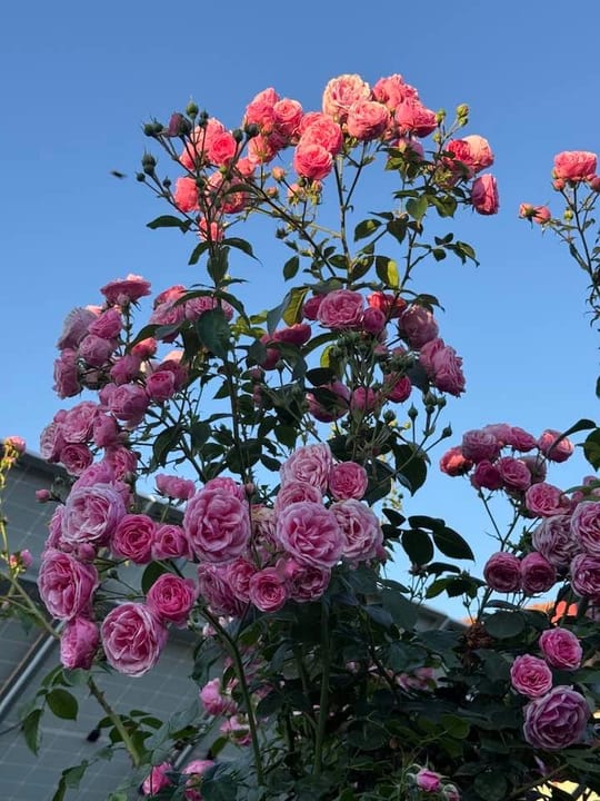 Pomponela! — fotografia 19